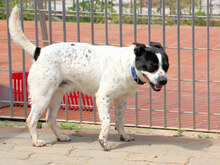 ZORO, Hund, Mischlingshund in Italien - Bild 3
