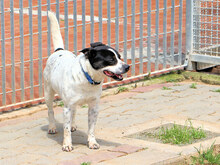 ZORO, Hund, Mischlingshund in Italien - Bild 5