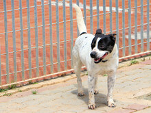 ZORO, Hund, Mischlingshund in Italien - Bild 6