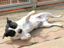 ZORO, Hund, Mischlingshund in Italien - Bild 7