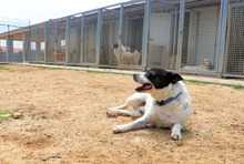 ZORO, Hund, Mischlingshund in Italien - Bild 8