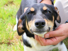 ORSO, Hund, Mischlingshund in Italien - Bild 1