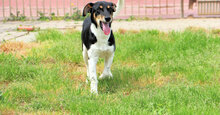 ORSO, Hund, Mischlingshund in Italien - Bild 2