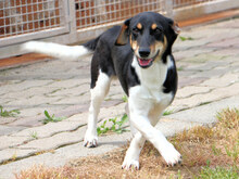 ORSO, Hund, Mischlingshund in Italien - Bild 3