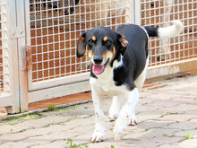 ORSO, Hund, Mischlingshund in Italien - Bild 4
