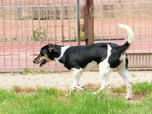 ORSO, Hund, Mischlingshund in Italien - Bild 6