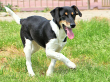 ORSO, Hund, Mischlingshund in Italien - Bild 7