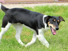 ORSO, Hund, Mischlingshund in Italien - Bild 8