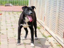 BULLINO, Hund, Mischlingshund in Italien - Bild 3
