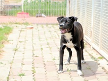 BULLINO, Hund, Mischlingshund in Italien - Bild 4