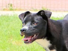 BULLINO, Hund, Mischlingshund in Italien - Bild 5