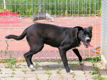 BULLINO, Hund, Mischlingshund in Italien - Bild 6