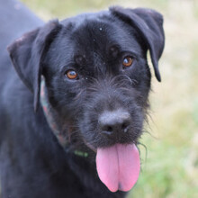KOMPOT, Hund, Mischlingshund in Ungarn - Bild 4