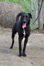 LACY, Hund, Mischlingshund in Ungarn - Bild 1