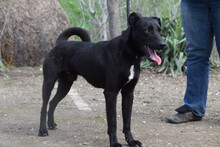 LACY, Hund, Mischlingshund in Ungarn - Bild 2