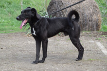 LACY, Hund, Mischlingshund in Ungarn - Bild 3