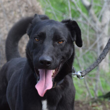 LACY, Hund, Mischlingshund in Ungarn - Bild 4
