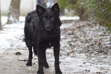 LEVI, Hund, Mischlingshund in Ungarn - Bild 1