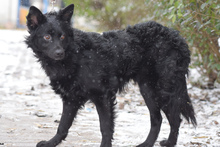 LEVI, Hund, Mischlingshund in Ungarn - Bild 2