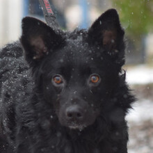 LEVI, Hund, Mischlingshund in Ungarn - Bild 3