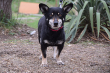 LILA, Hund, Mischlingshund in Ungarn - Bild 1