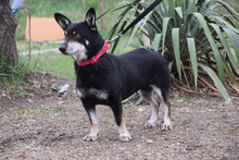 LILA, Hund, Mischlingshund in Ungarn - Bild 2