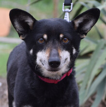 LILA, Hund, Mischlingshund in Ungarn - Bild 3