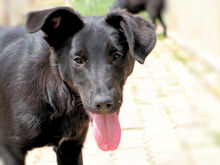 ASIA, Hund, Mischlingshund in Italien - Bild 1