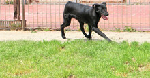ASIA, Hund, Mischlingshund in Italien - Bild 2