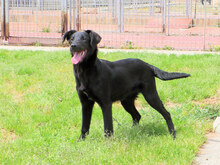 ASIA, Hund, Mischlingshund in Italien - Bild 3