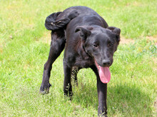 ASIA, Hund, Mischlingshund in Italien - Bild 4