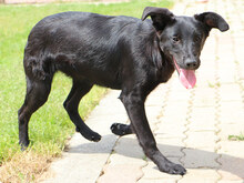 ASIA, Hund, Mischlingshund in Italien - Bild 5
