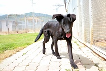 ASIA, Hund, Mischlingshund in Italien - Bild 6