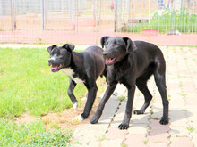 ASIA, Hund, Mischlingshund in Italien - Bild 7