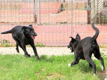 ASIA, Hund, Mischlingshund in Italien - Bild 8
