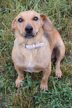 PIA, Hund, Mischlingshund in Ungarn - Bild 1