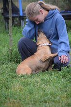 PIA, Hund, Mischlingshund in Ungarn - Bild 4