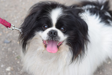 PINCSI, Hund, Mischlingshund in Ungarn - Bild 1