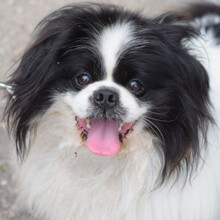 PINCSI, Hund, Mischlingshund in Ungarn - Bild 3
