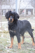 SERENA, Hund, Mischlingshund in Ungarn - Bild 1