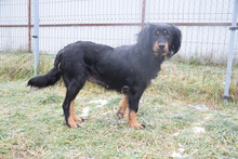 SERENA, Hund, Mischlingshund in Ungarn - Bild 2