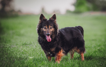STELLA, Hund, Mischlingshund in Ungarn - Bild 2