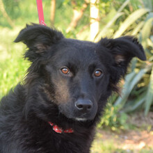 ZAIRA, Hund, Mischlingshund in Ungarn - Bild 1