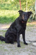 ZAIRA, Hund, Mischlingshund in Ungarn - Bild 2