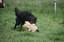 ZAIRA, Hund, Mischlingshund in Ungarn - Bild 3