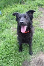ZAIRA, Hund, Mischlingshund in Ungarn - Bild 4