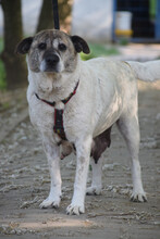 NANCY, Hund, Mischlingshund in Ungarn - Bild 1