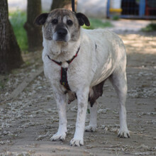 NANCY, Hund, Mischlingshund in Ungarn - Bild 2