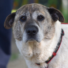 NANCY, Hund, Mischlingshund in Ungarn - Bild 3