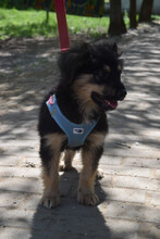 ROSE, Hund, Mischlingshund in Ungarn - Bild 2
